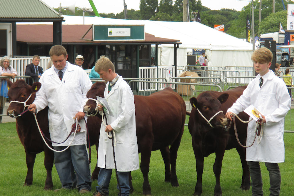 Junior Handlers at The Malvern Three Counties Show 2016